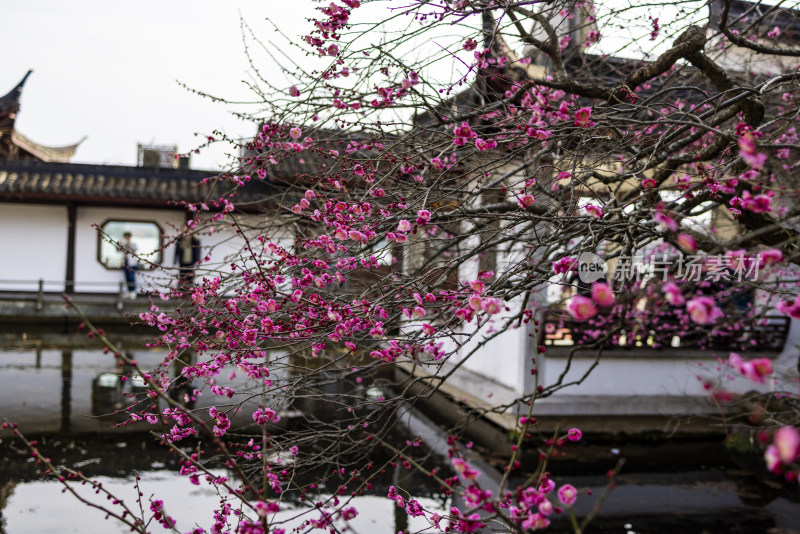 杭州西湖古风建筑梅花红梅盛开