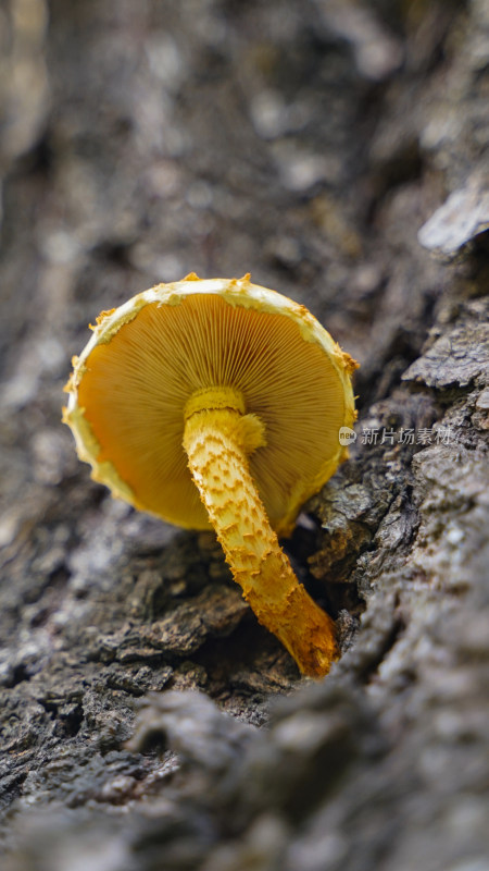 树菇树蘑菇黄色蘑菇