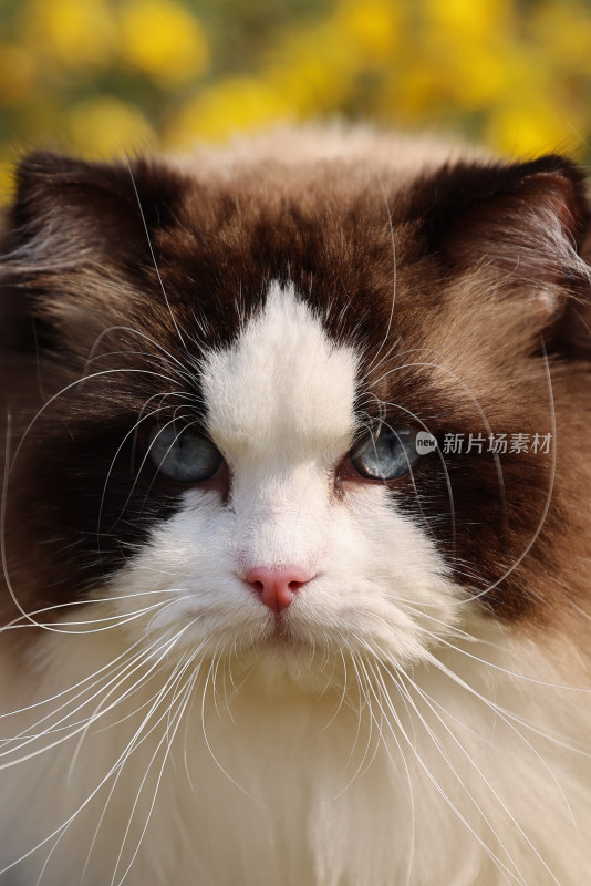 海豹双色雄性布偶猫头部特写