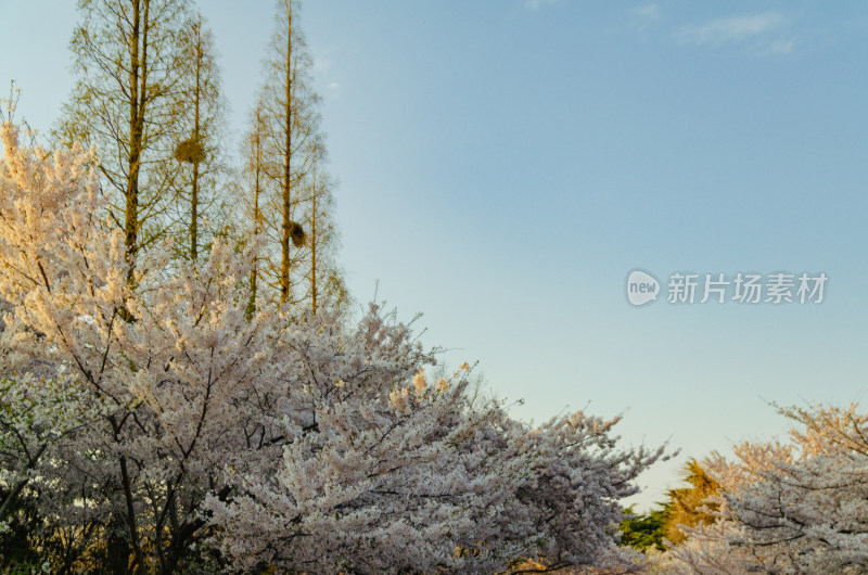 盛开的樱花树与蓝天