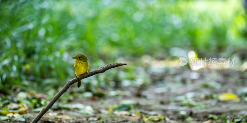 绿背姬鹟（Ficedula elisae）