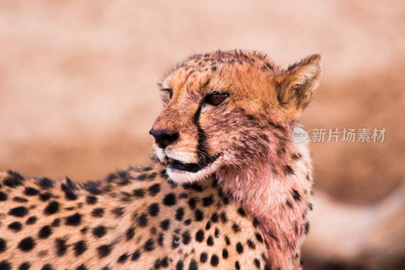 野生动物豹子猎豹猎食动物