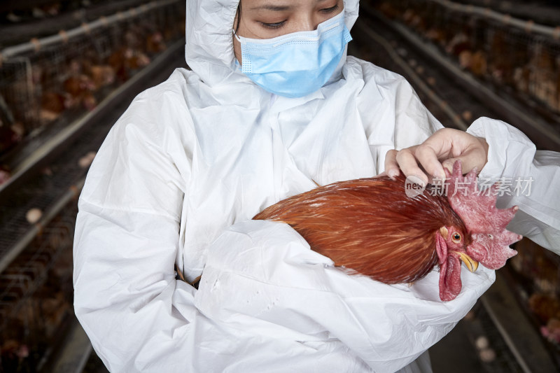 在养鸡场为家鸡检查的年轻饲养员