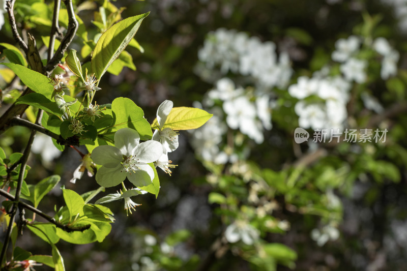 白色海棠花春天开花花朵花瓣植物特写