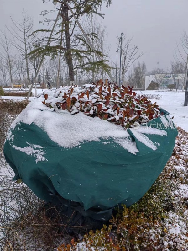 被雪覆盖的户外绿植