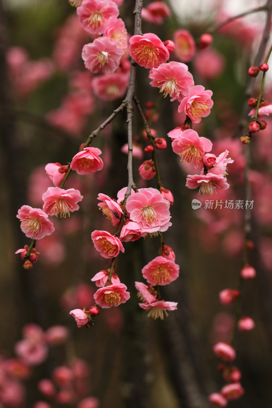 春天梅花盛开