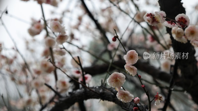 带水珠的梅花枝头特写