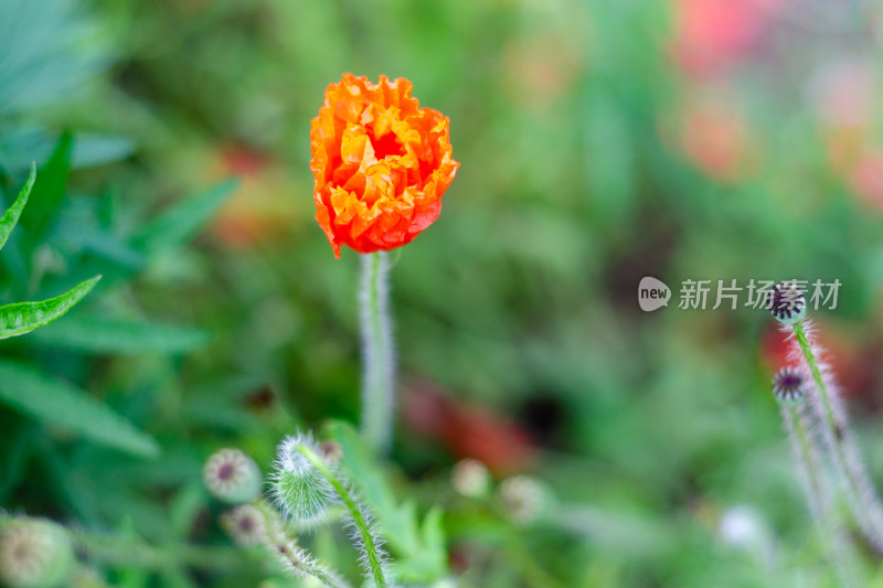 随风飘摇的一朵虞美人花