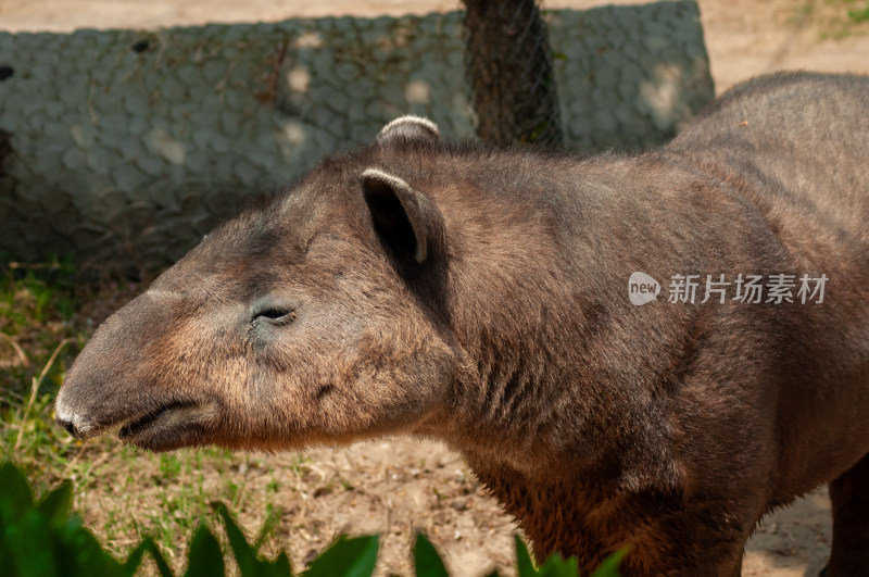 动物园的貘