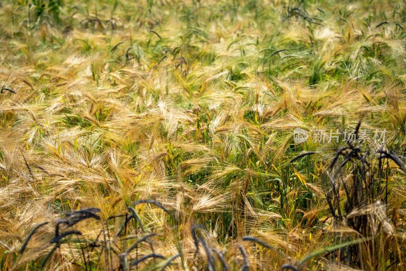 夏收麦田的麦穗