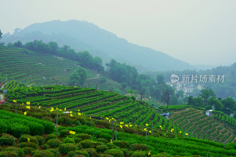 晨雾中的茶园