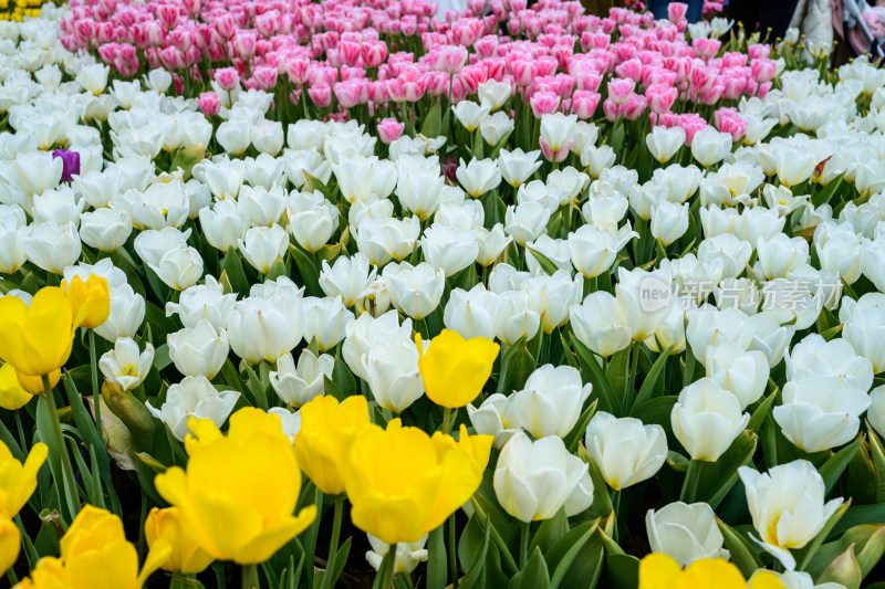 郁金香花卉景观