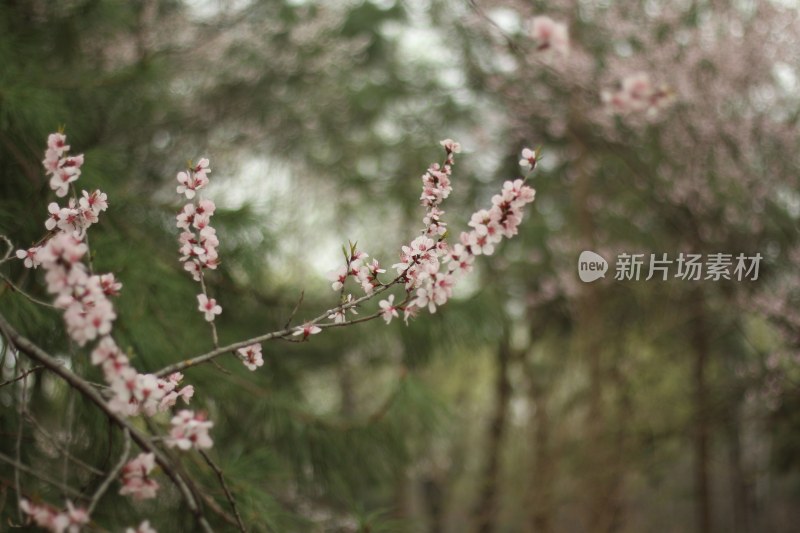 盛开的粉色花枝特写