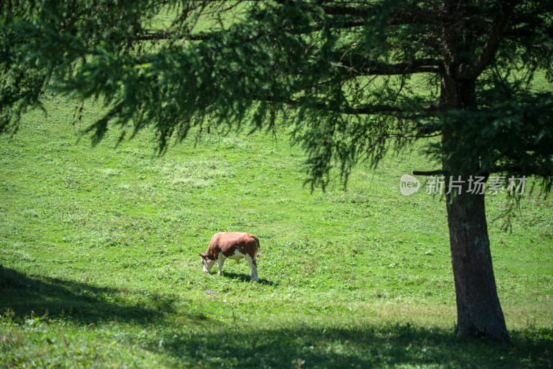 阳光下的草原牧场