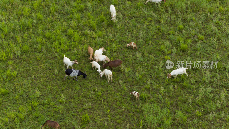 江南湿地生态养殖山羊波尔山羊