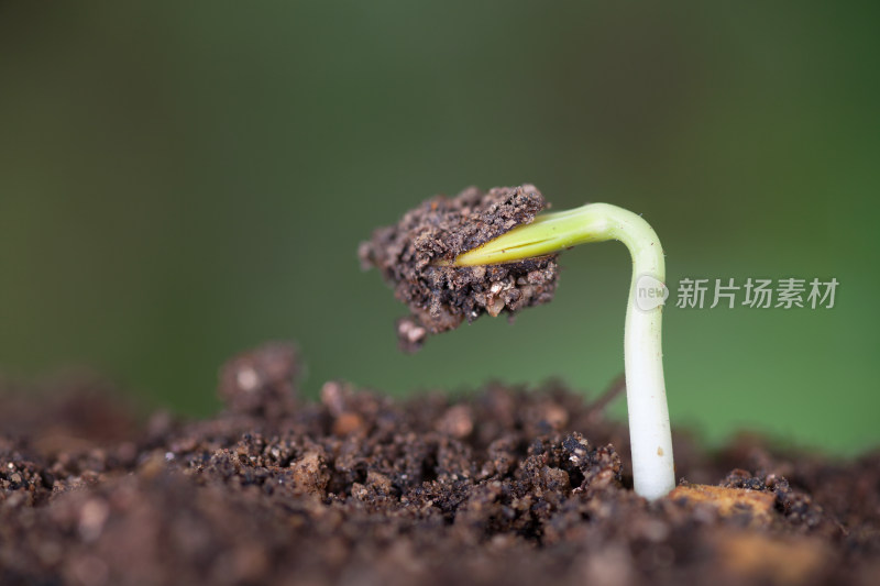 春天土壤里刚刚冒出的新芽