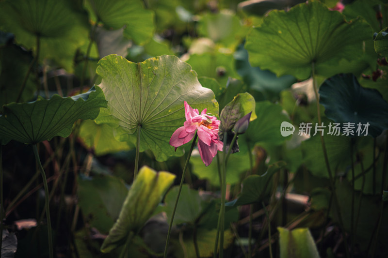 夏天雨后的荷花挂满水珠