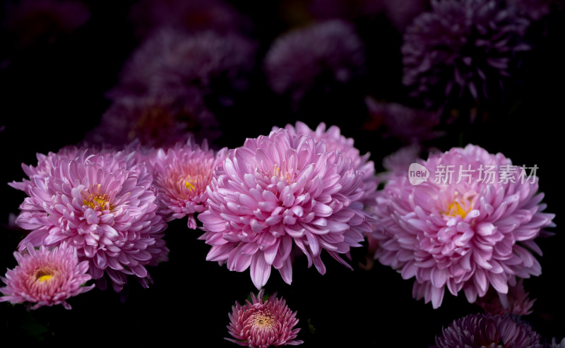 开封清明上河园菊花展菊花特写