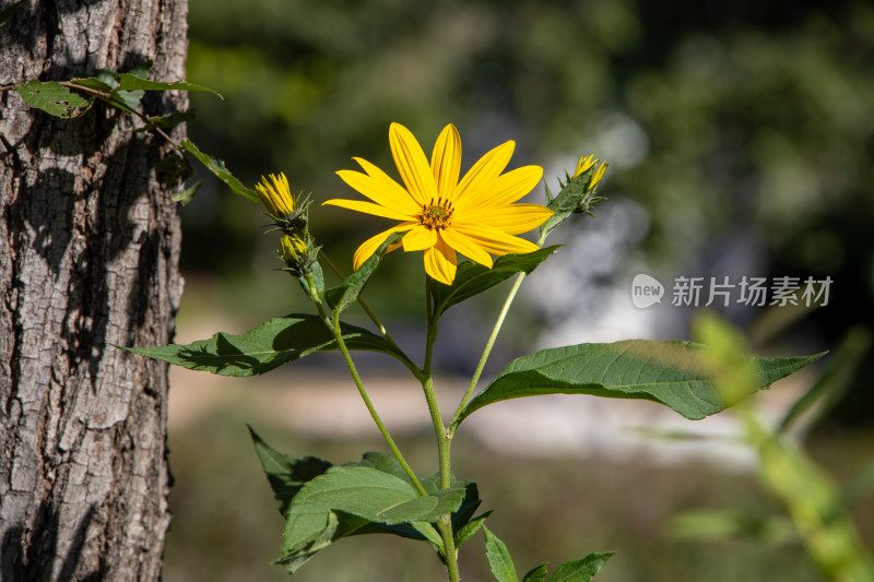 黄花植物菊芋鲜花特写