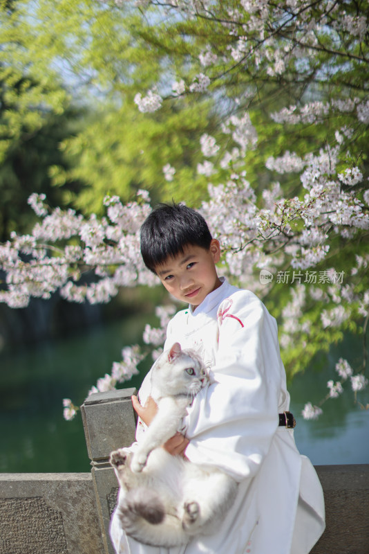 穿着汉服的小男孩和宠物猫 赏花 樱花