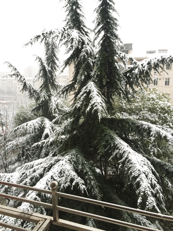 小区里的雪景