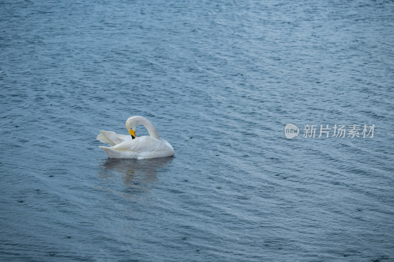 新疆博尔塔拉赛里木湖景区