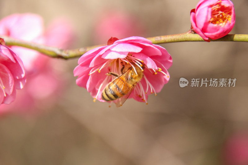 蜜蜂在梅花里采蜜