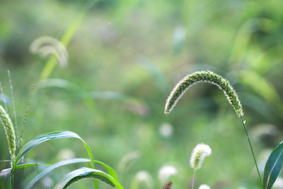 秋狗尾草穗