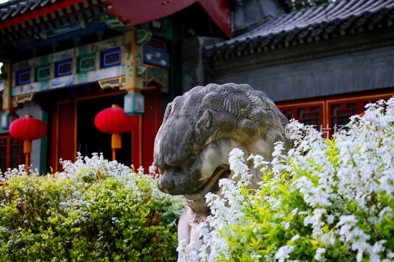 北京大学春天校园优美景色石狮子古建筑绿植