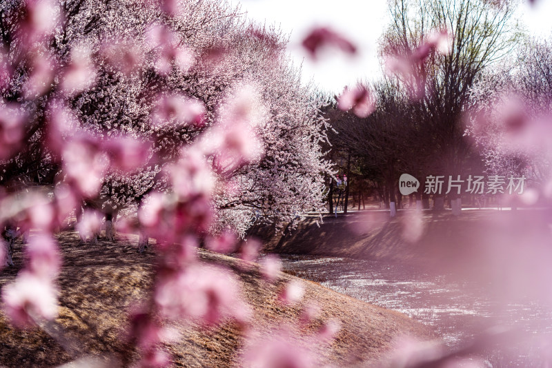 北京奥森公园桃花