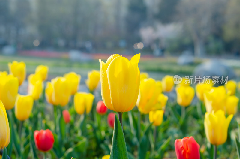 一片金黄色郁金香花海，寓意开朗温暖