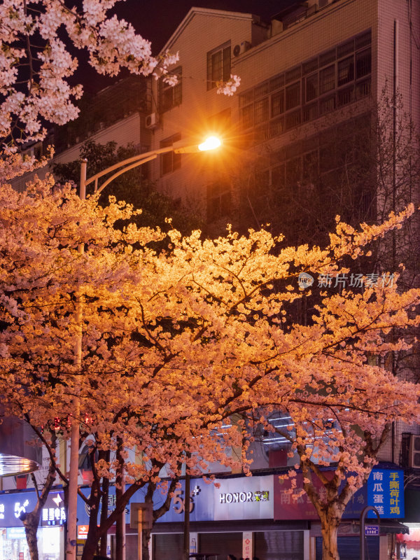 湖南常德府坪街春季樱花街道夜景