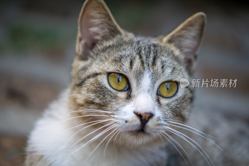 猫的特写肖像