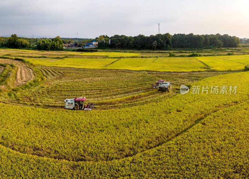 江西金溪：水稻晚稻丰收收割忙