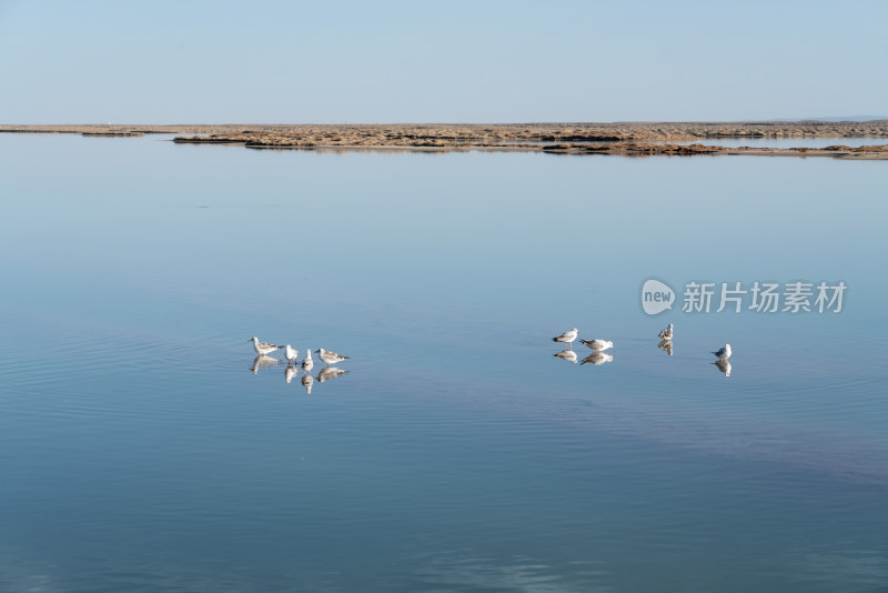 湖泊里聚集的鸟