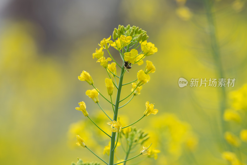 春天油菜花和蜜蜂