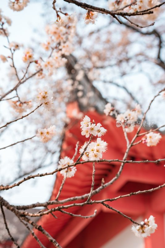 盛开的樱花与古建筑