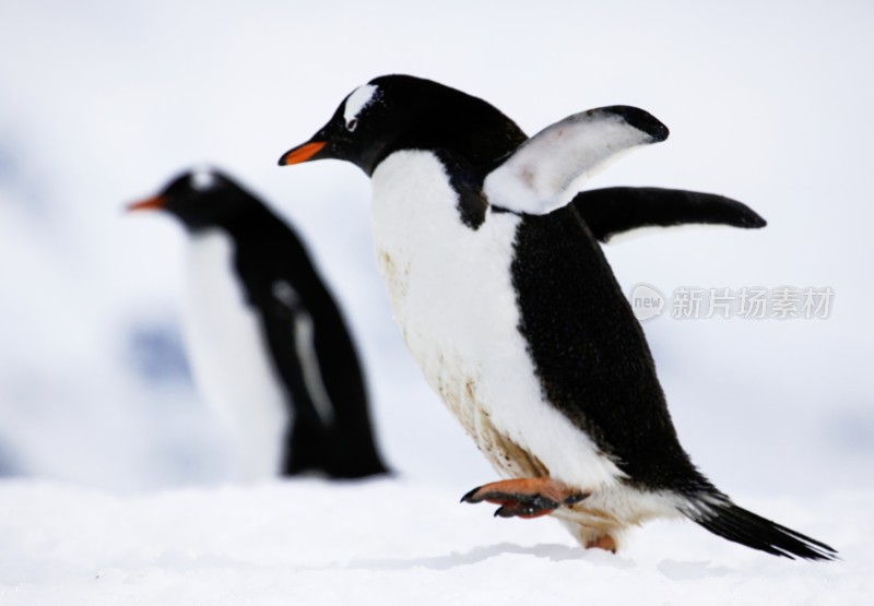 巴布亚企鹅（Gentoo Penguin）