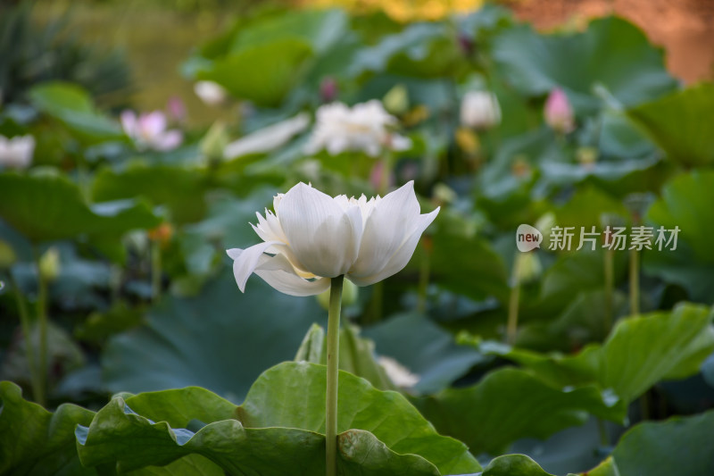 夏日的福州金山公园荷花