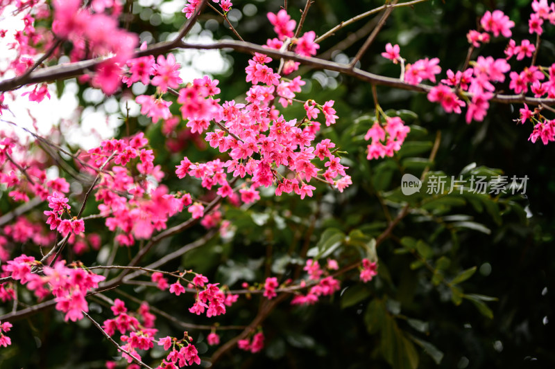 盛开的粉色樱花枝条