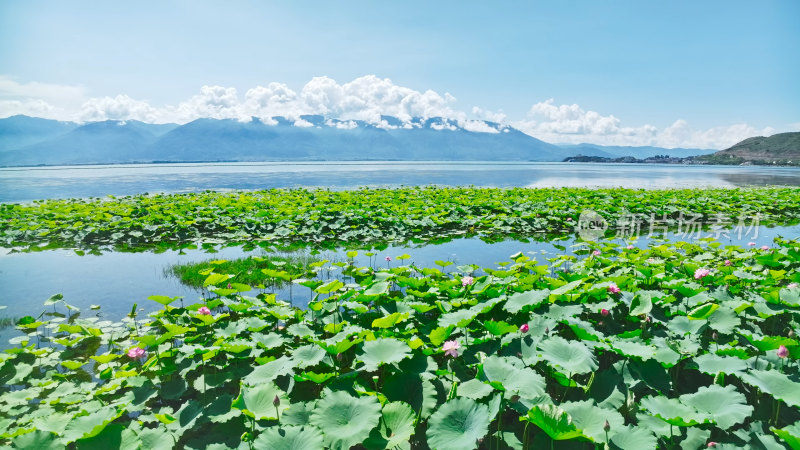 云南大理苍山洱海荷花