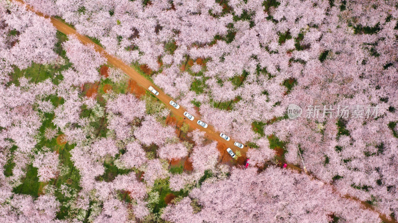 航拍田园樱花与农田景观