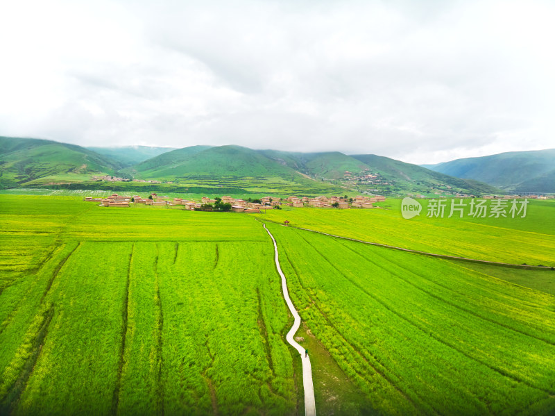 航拍油菜花海