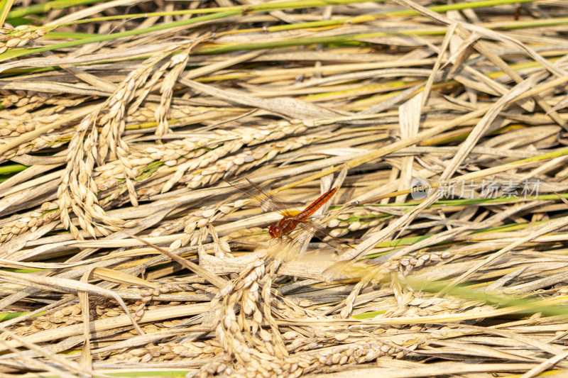 稻穗上的一只红蜻