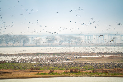 武汉东西湖府河湿地候鸟