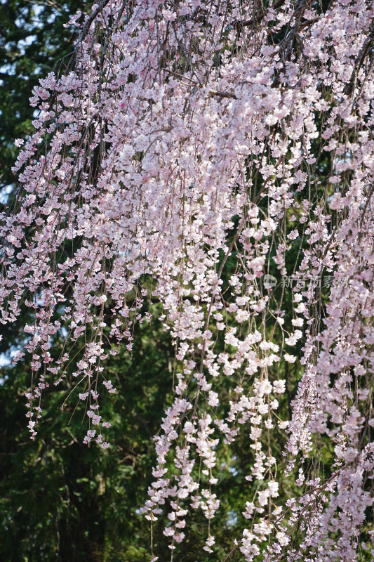 日本，川越喜多院，日式建筑与垂枝樱