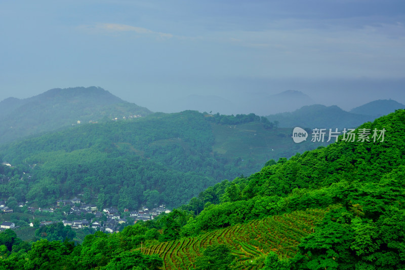 雾气弥漫的茶园