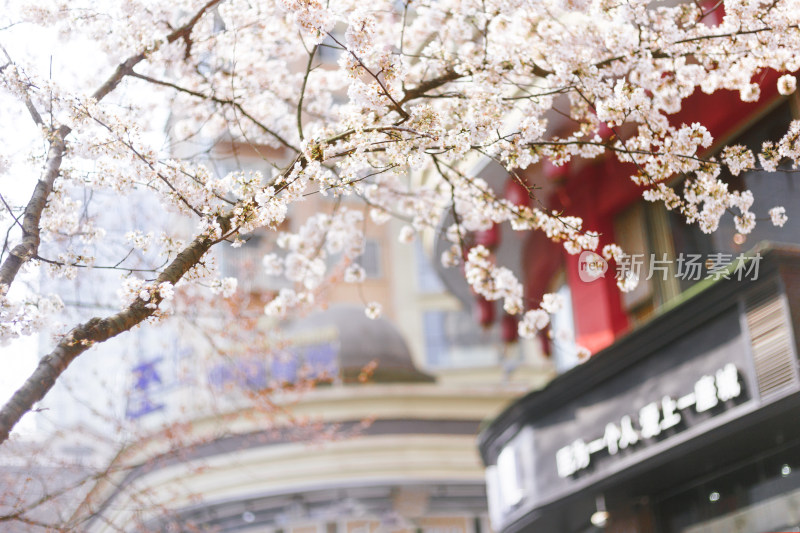 盛开樱花树旁的街边店铺