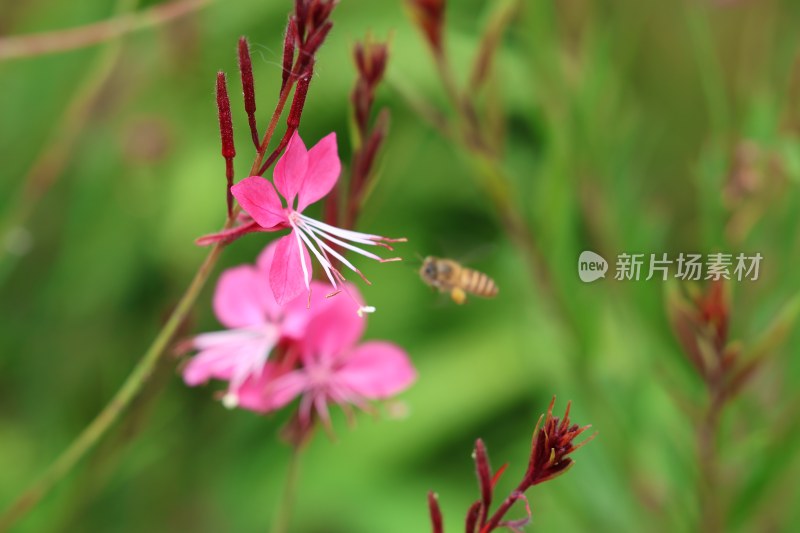 记录生活 花儿 虫儿 工作的人们 我们的世界