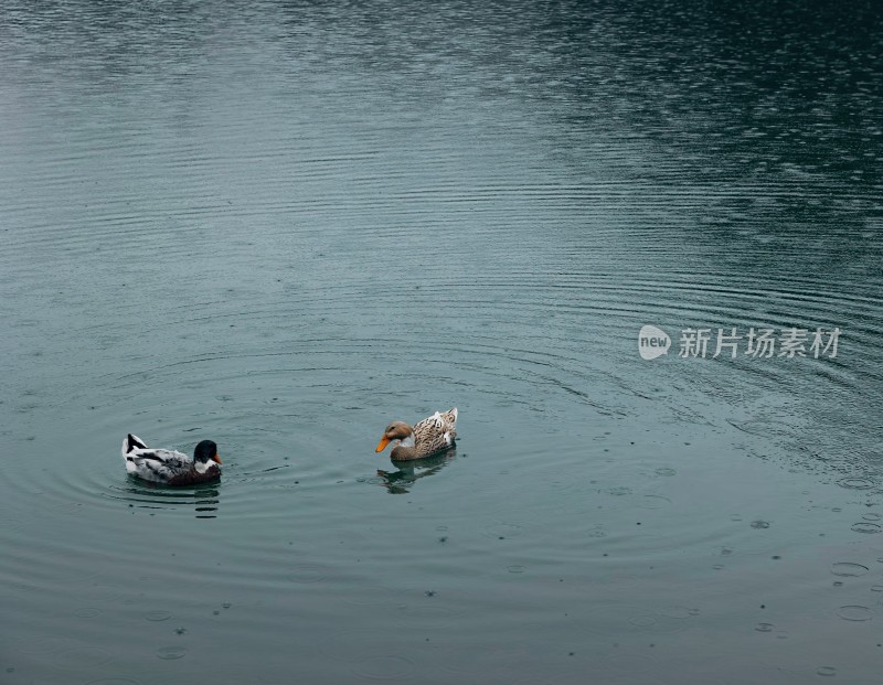 水面上两只鸭子游泳